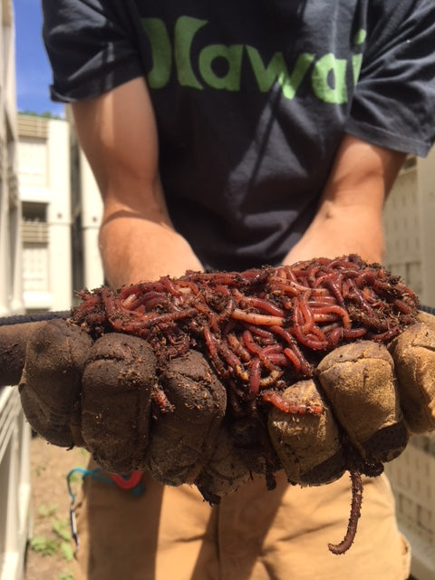 Colorado Worm Company Premium Vermicompost Worm Castings